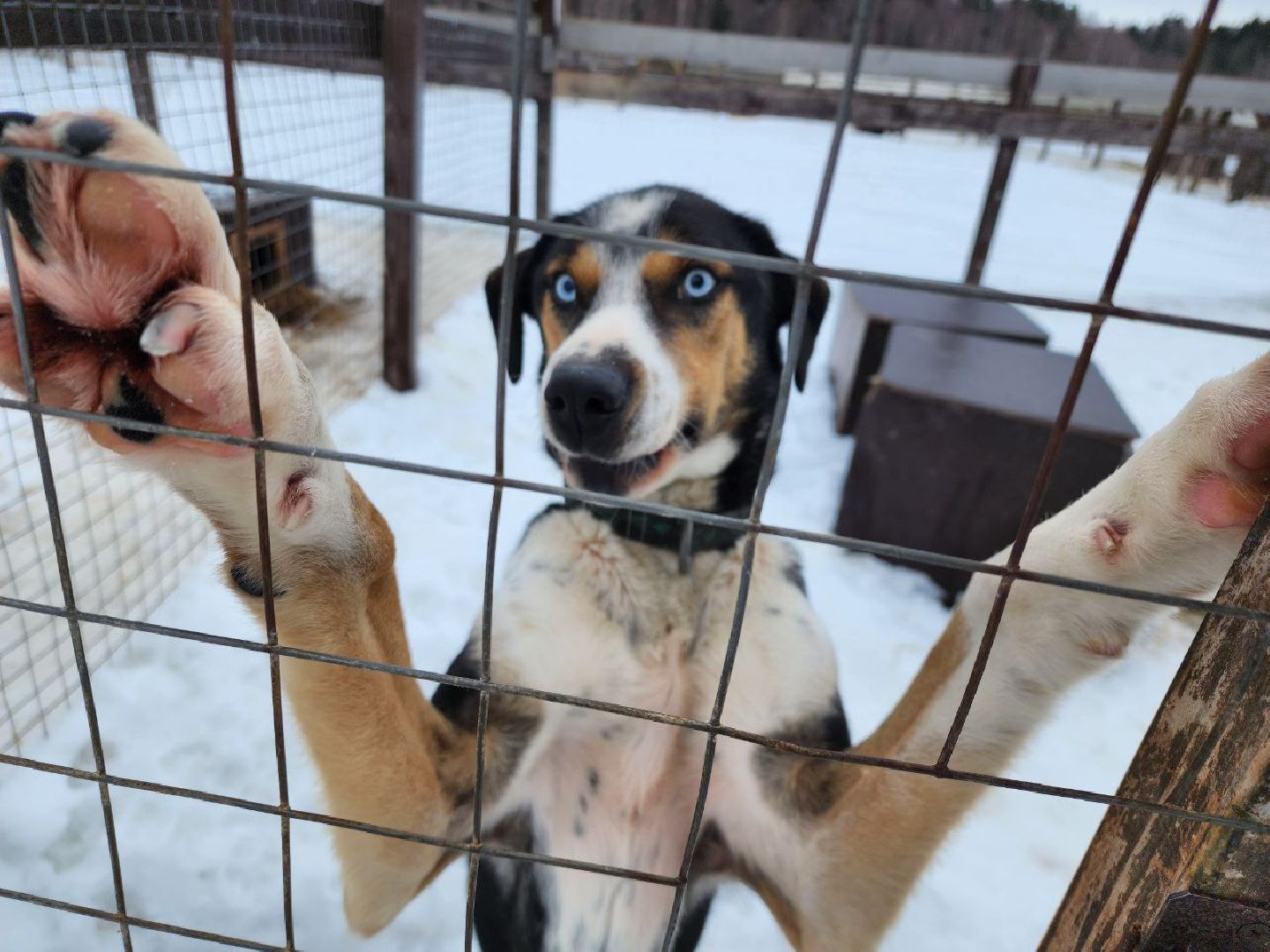можайск, можайский городской округ, подмосковье, гонки, собаки, соревнования, гонки на собачьих упряжках, спорт,