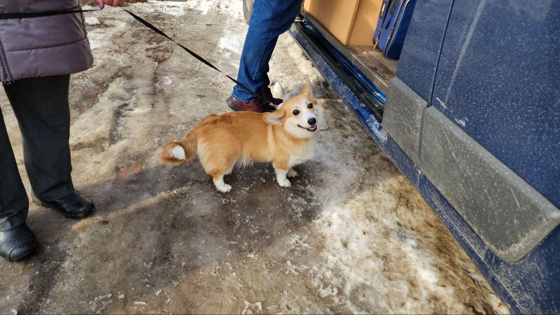 люберцы, вакцинация, карантин, Люберецкая станция по борьбе с болезнями животных,