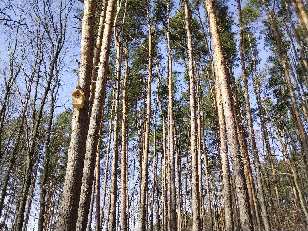 Скворечник для птиц, Минэкологии, Мытищи, Сбербанк