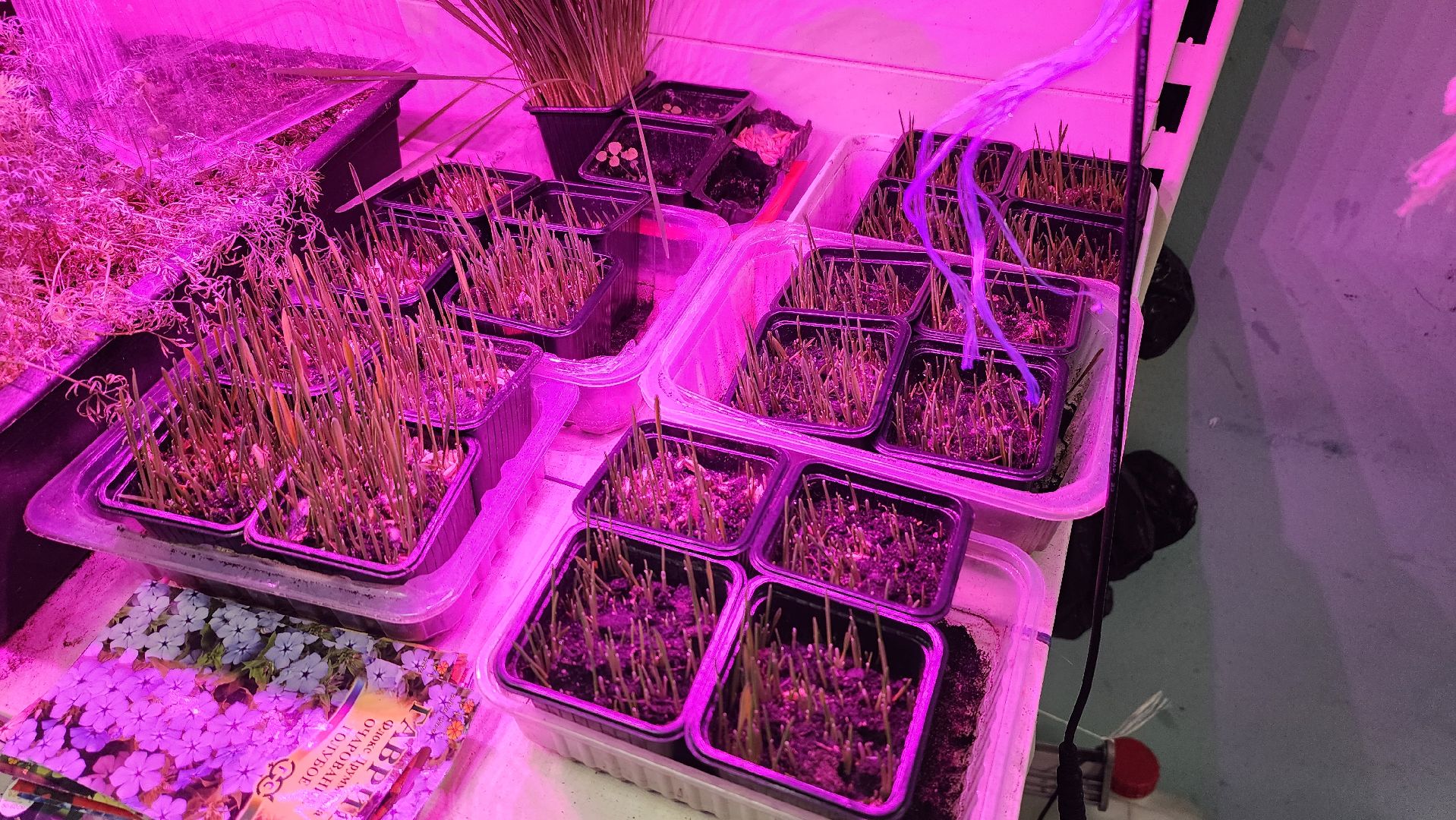 Город-сад, Союз садоводов России, волонтеры, озеленение, цветы, рассада, Ольга Пушкарева,