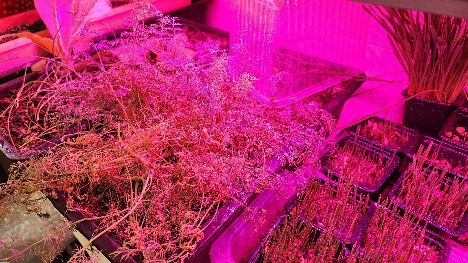 Город-сад, Союз садоводов России, волонтеры, озеленение, цветы, рассада, Ольга Пушкарева,