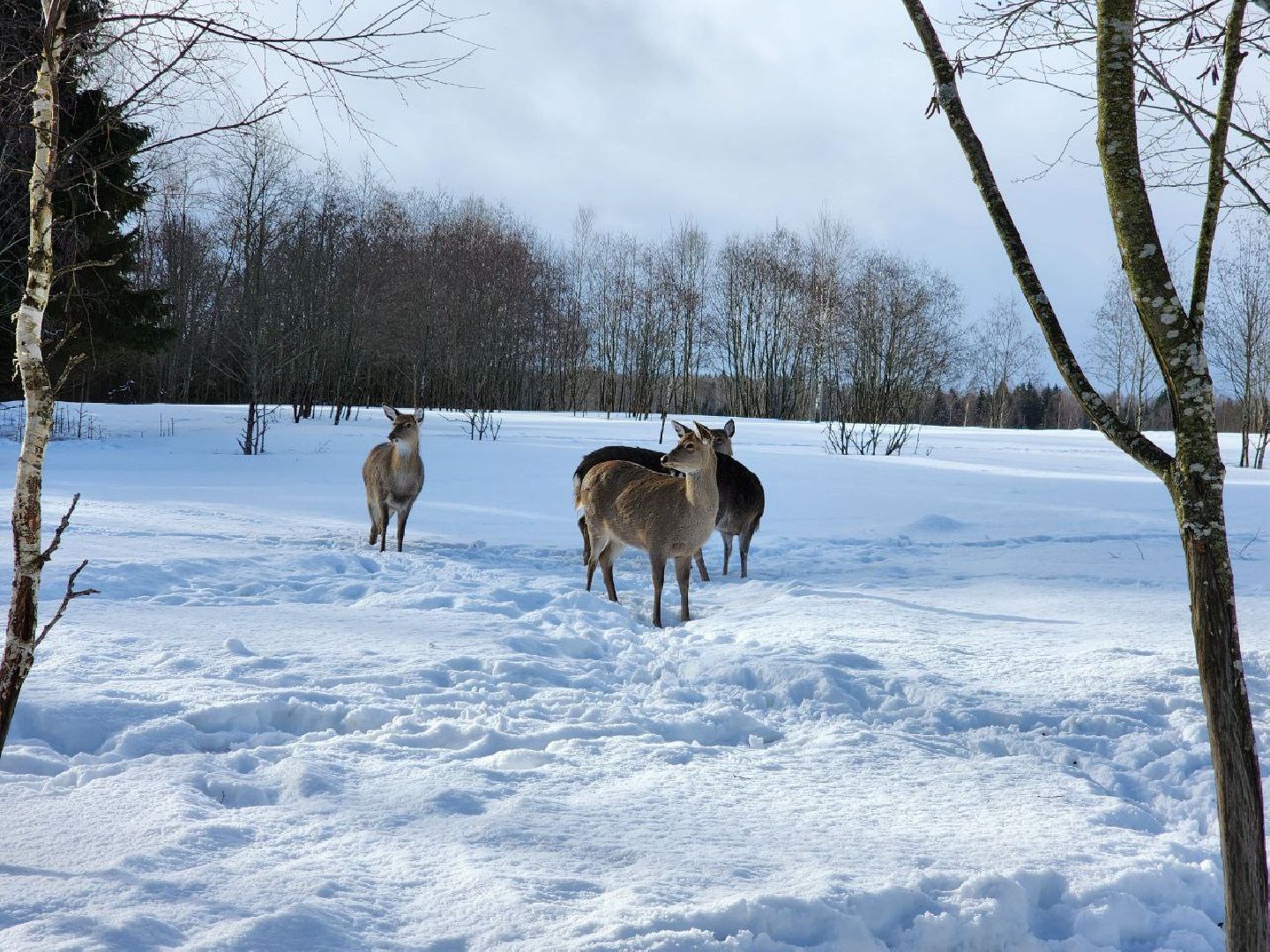 можайск, можайский городской округ, подмосковье, сафари-парк, туризм, дикие животные, среда обитания, экскурсии, краснокнижные животные,