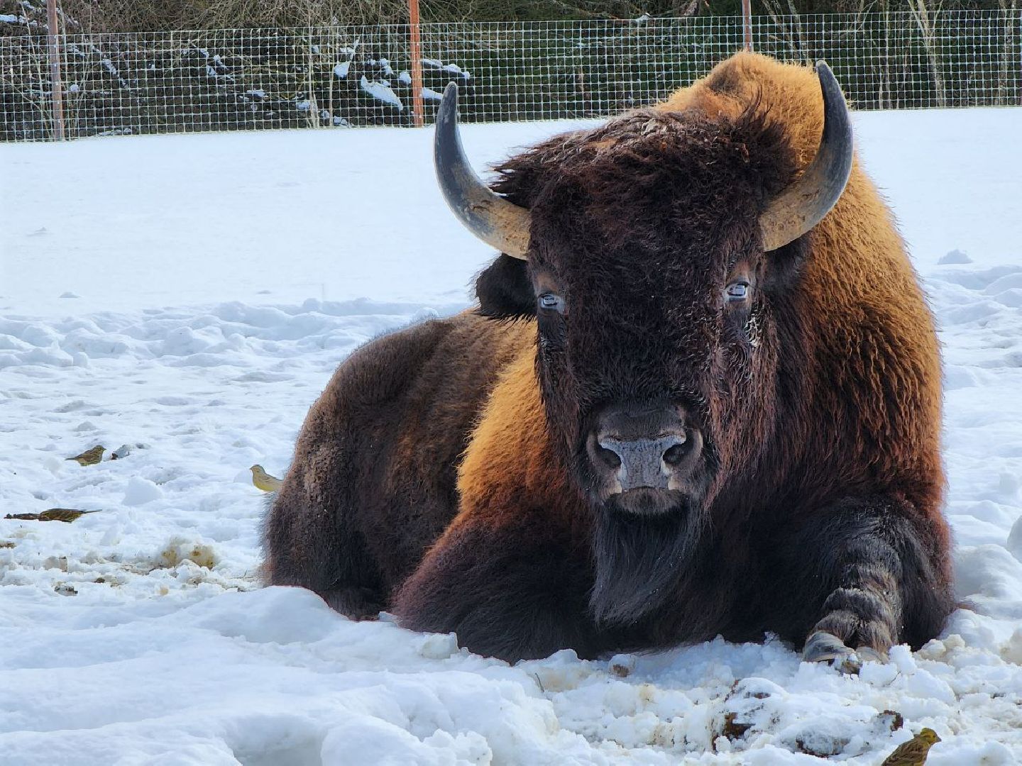 можайск, можайский городской округ, подмосковье, сафари-парк, туризм, дикие животные, среда обитания, экскурсии, краснокнижные животные,