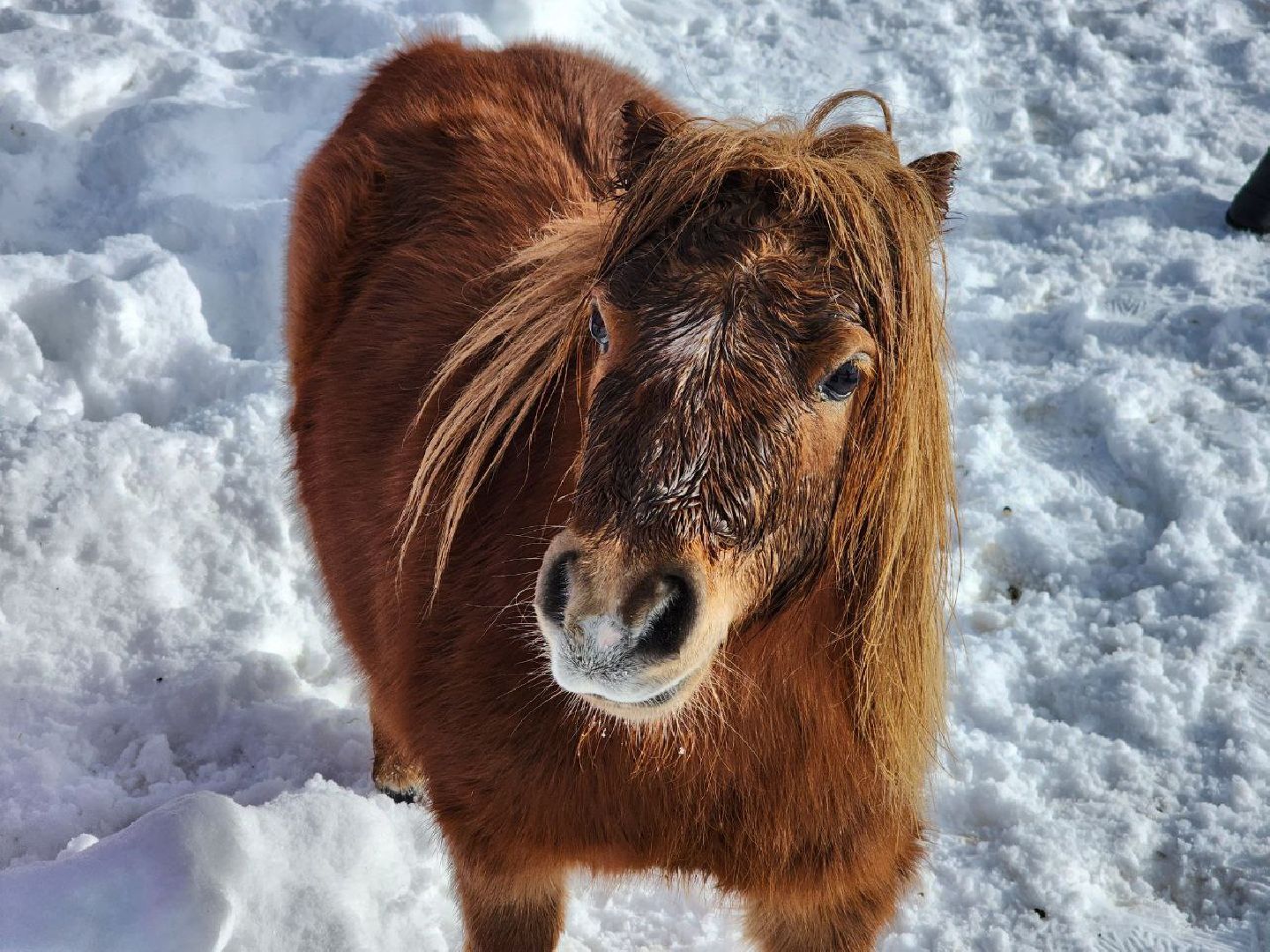 можайск, можайский городской округ, подмосковье, сафари-парк, туризм, дикие животные, среда обитания, экскурсии, краснокнижные животные,