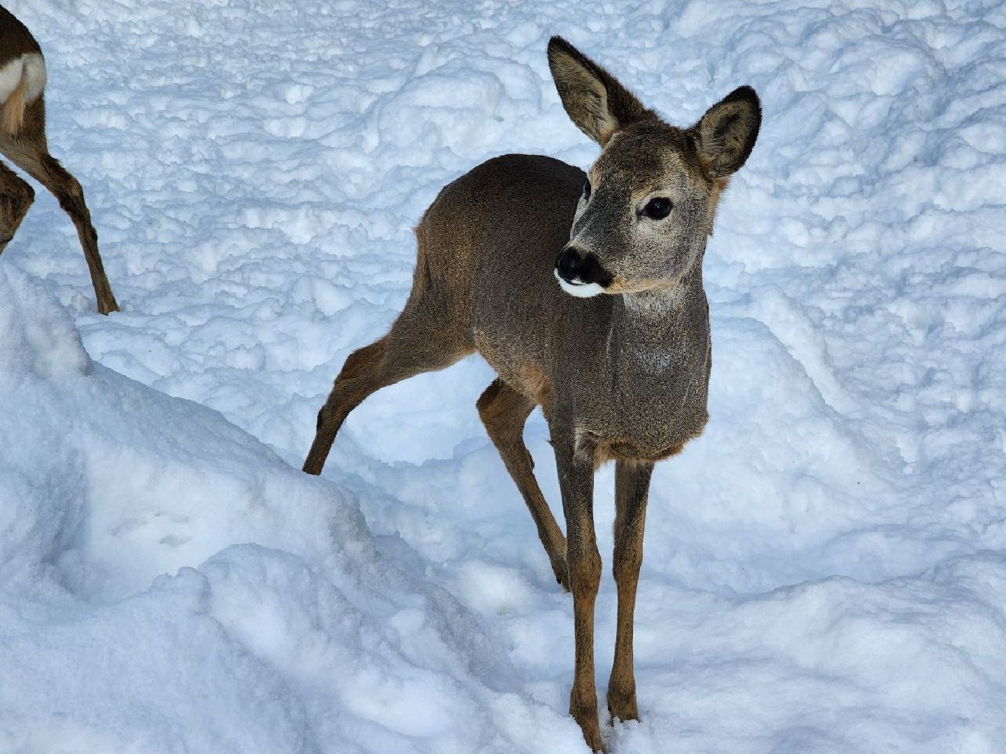 можайск, можайский городской округ, подмосковье, сафари-парк, туризм, дикие животные, среда обитания, экскурсии, краснокнижные животные,