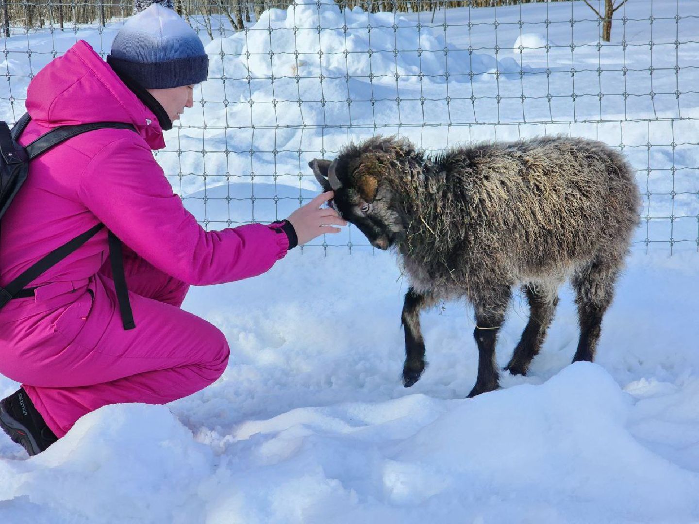 можайск, можайский городской округ, подмосковье, сафари-парк, туризм, дикие животные, среда обитания, экскурсии, краснокнижные животные,