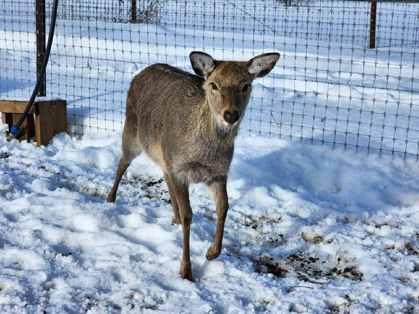 можайск, можайский городской округ, подмосковье, сафари-парк, туризм, дикие животные, среда обитания, экскурсии, краснокнижные животные,