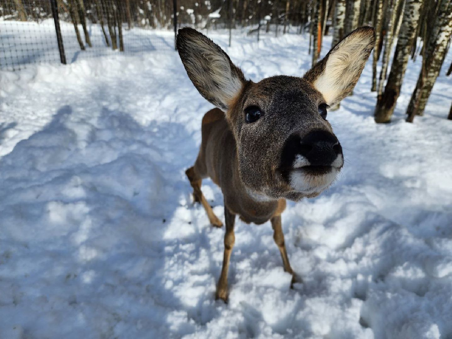 можайск, можайский городской округ, подмосковье, сафари-парк, туризм, дикие животные, среда обитания, экскурсии, краснокнижные животные,