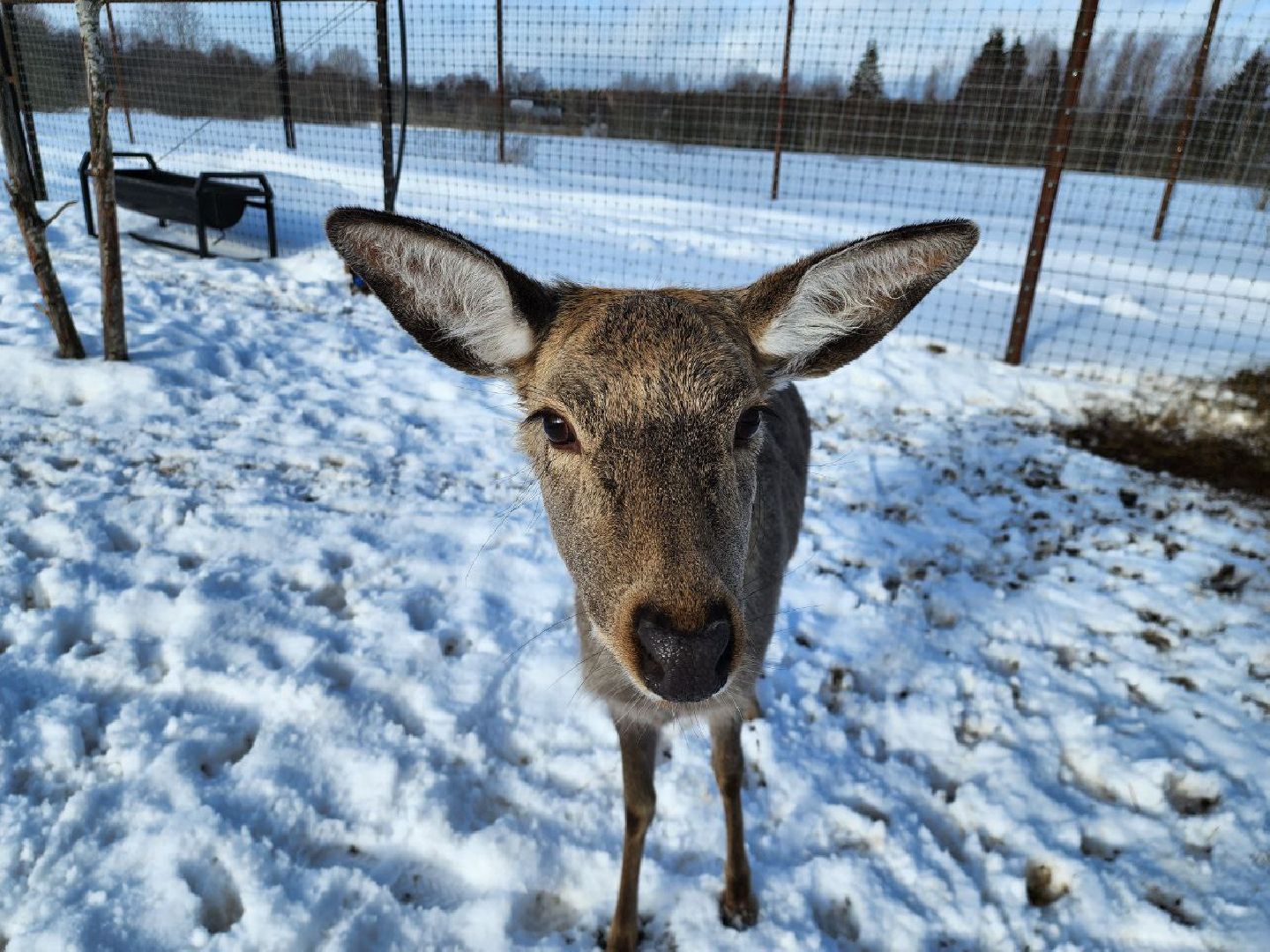 можайск, можайский городской округ, подмосковье, сафари-парк, туризм, дикие животные, среда обитания, экскурсии, краснокнижные животные,