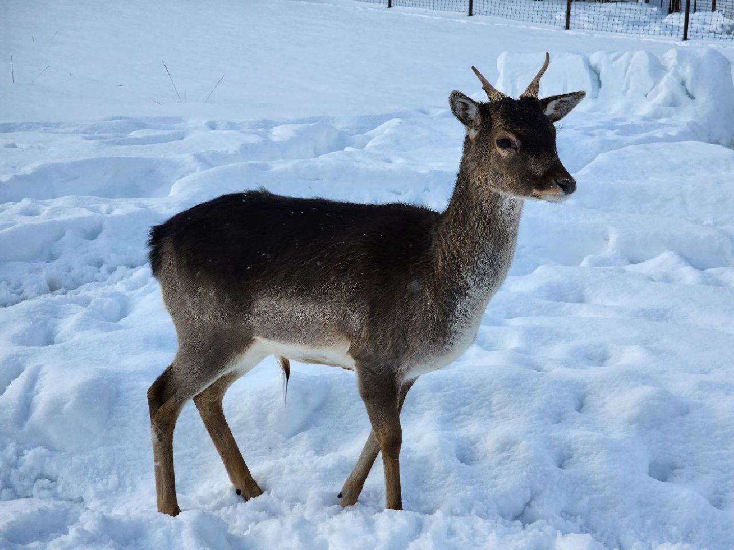 можайск, можайский городской округ, подмосковье, сафари-парк, туризм, дикие животные, среда обитания, экскурсии, краснокнижные животные,