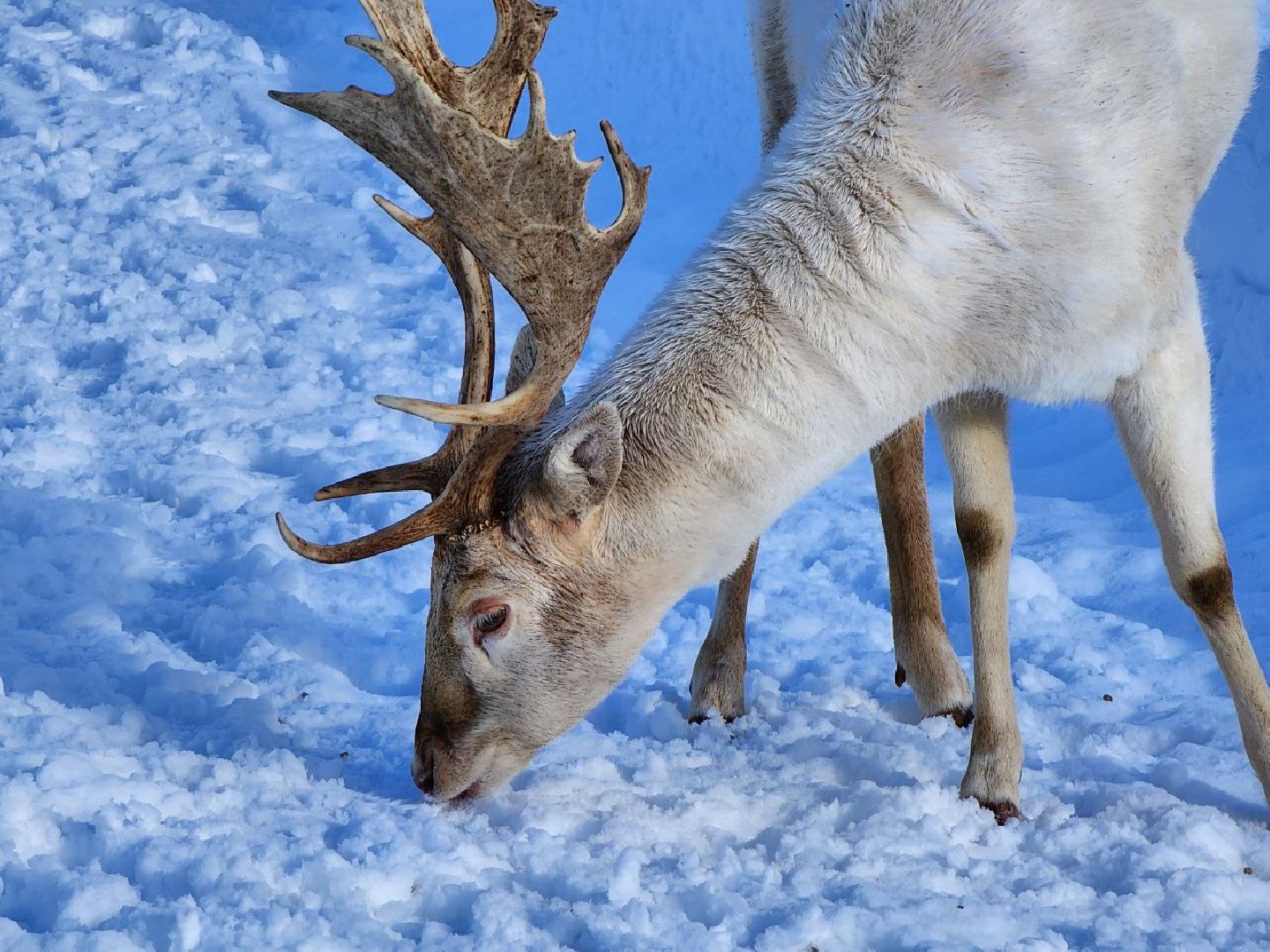 можайск, можайский городской округ, подмосковье, сафари-парк, туризм, дикие животные, среда обитания, экскурсии, краснокнижные животные,