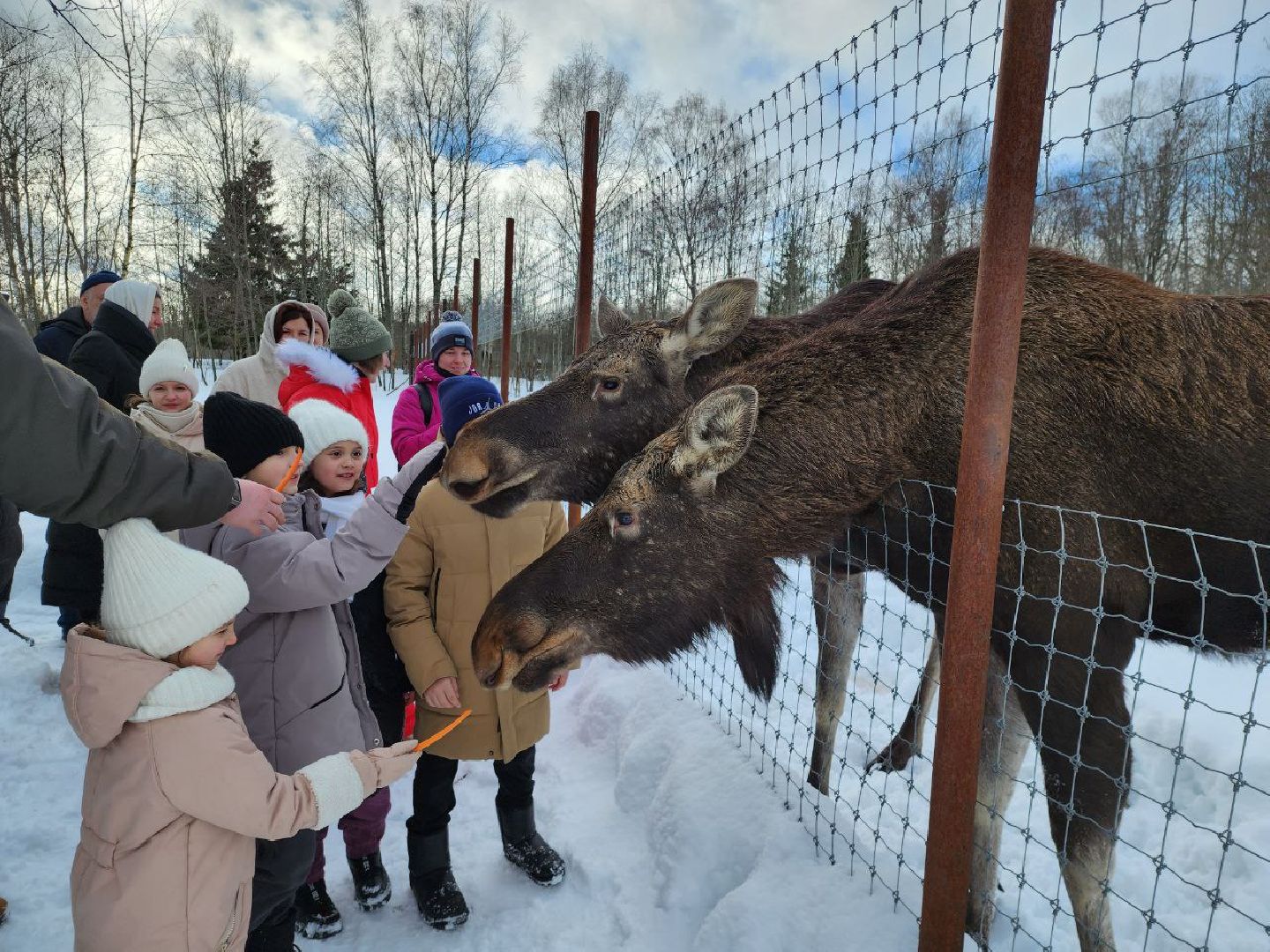 можайск, можайский городской округ, подмосковье, сафари-парк, туризм, дикие животные, среда обитания, экскурсии, краснокнижные животные,