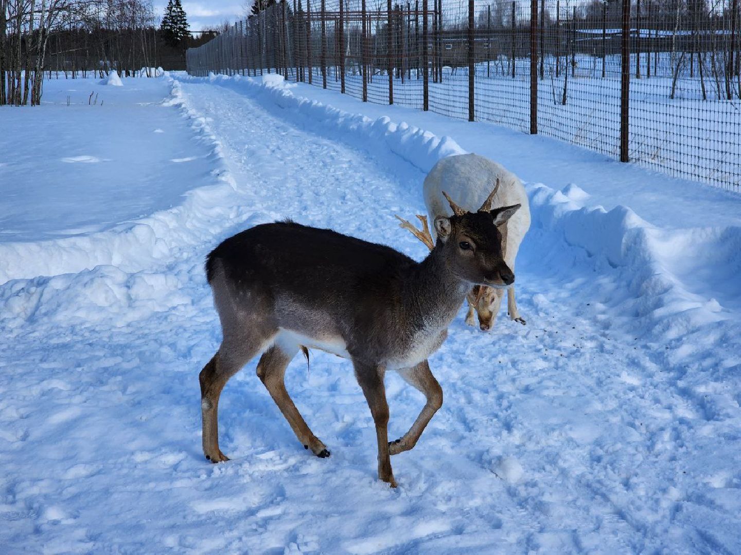 можайск, можайский городской округ, подмосковье, сафари-парк, туризм, дикие животные, среда обитания, экскурсии, краснокнижные животные,
