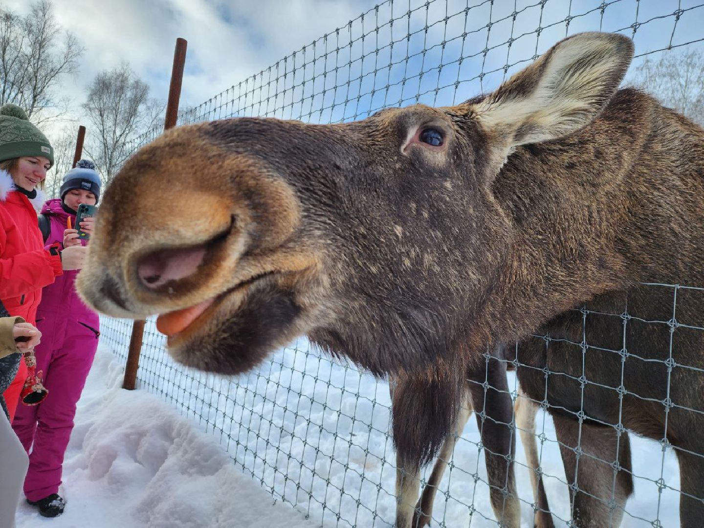 можайск, можайский городской округ, подмосковье, сафари-парк, туризм, дикие животные, среда обитания, экскурсии, краснокнижные животные,
