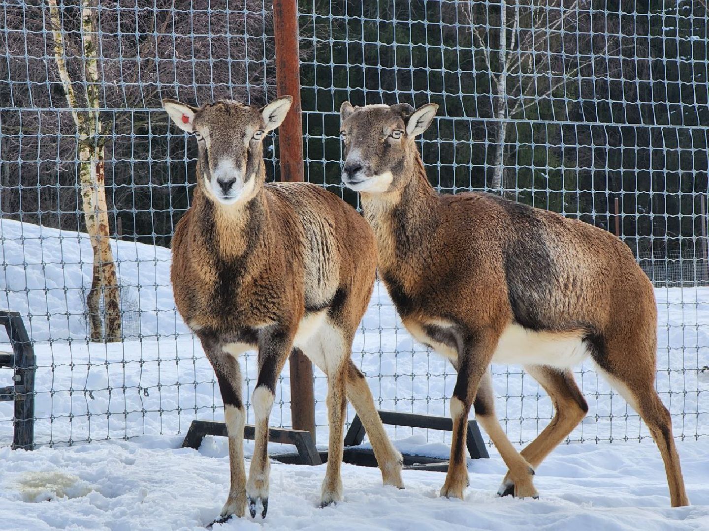 можайск, можайский городской округ, подмосковье, сафари-парк, туризм, дикие животные, среда обитания, экскурсии, краснокнижные животные,