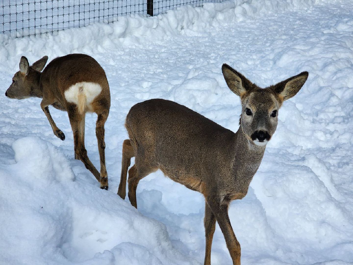 можайск, можайский городской округ, подмосковье, сафари-парк, туризм, дикие животные, среда обитания, экскурсии, краснокнижные животные,