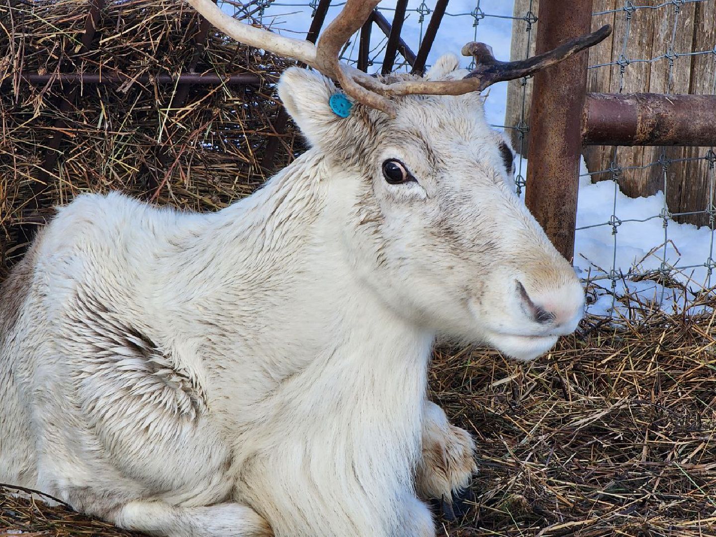 можайск, можайский городской округ, подмосковье, сафари-парк, туризм, дикие животные, среда обитания, экскурсии, краснокнижные животные,