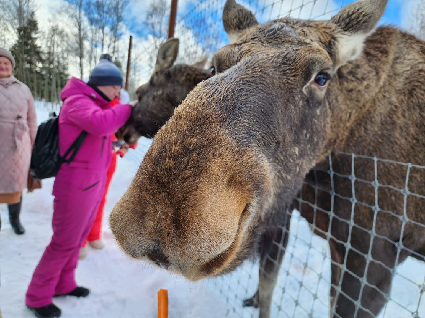 можайск, можайский городской округ, подмосковье, сафари-парк, туризм, дикие животные, среда обитания, экскурсии, краснокнижные животные,