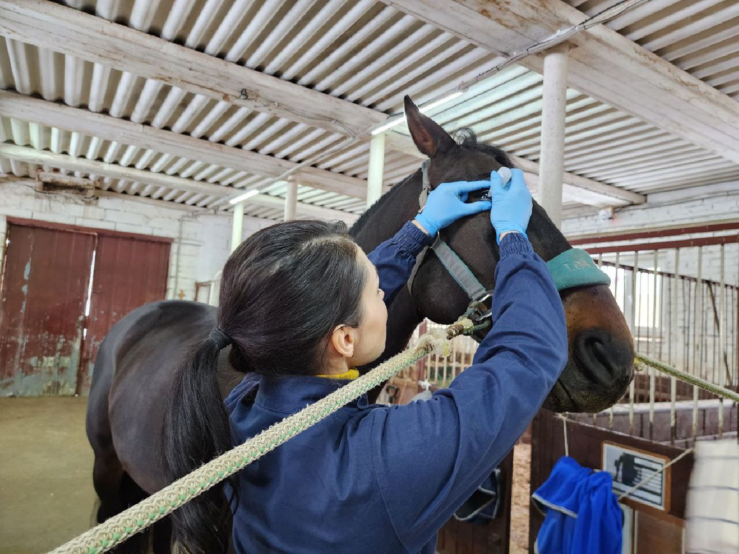 можайск, можайский городской округ, подмосковье, ветеринар, врач, лечение животных, животные, лошади, крупный рогатый скот, мобильная помощь,