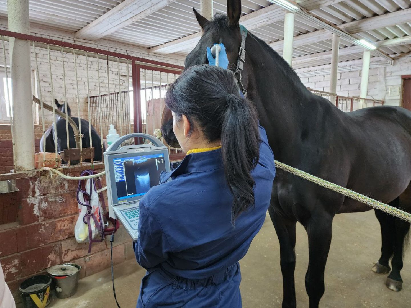 можайск, можайский городской округ, подмосковье, ветеринар, врач, лечение животных, животные, лошади, крупный рогатый скот, мобильная помощь,