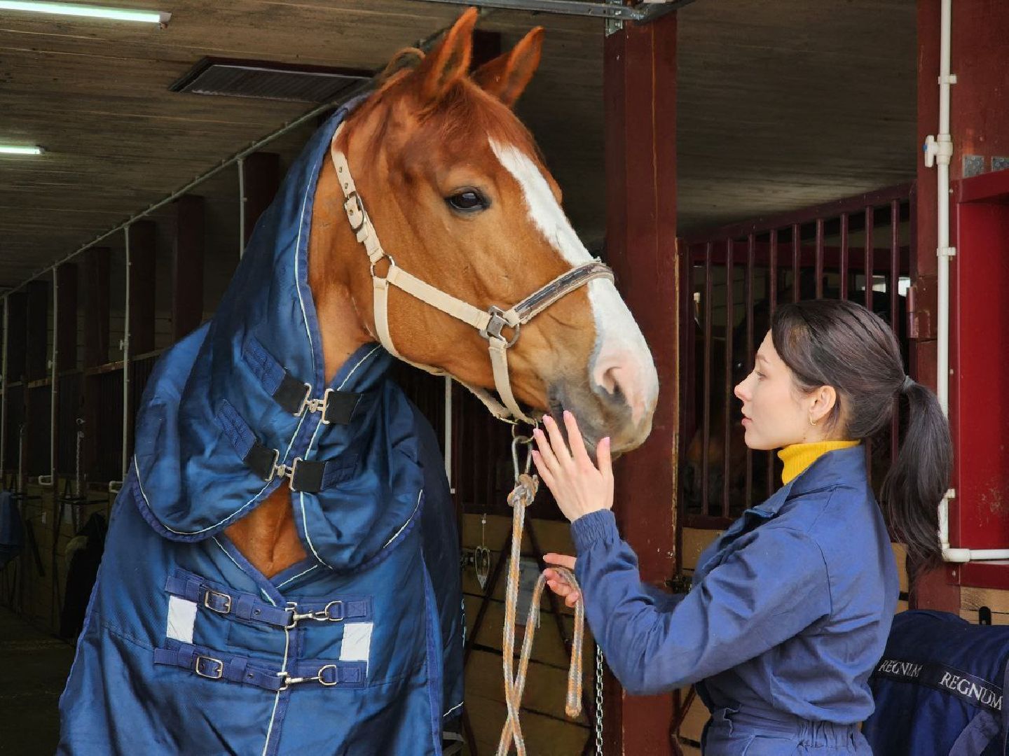 можайск, можайский городской округ, подмосковье, ветеринар, врач, лечение животных, животные, лошади, крупный рогатый скот, мобильная помощь,