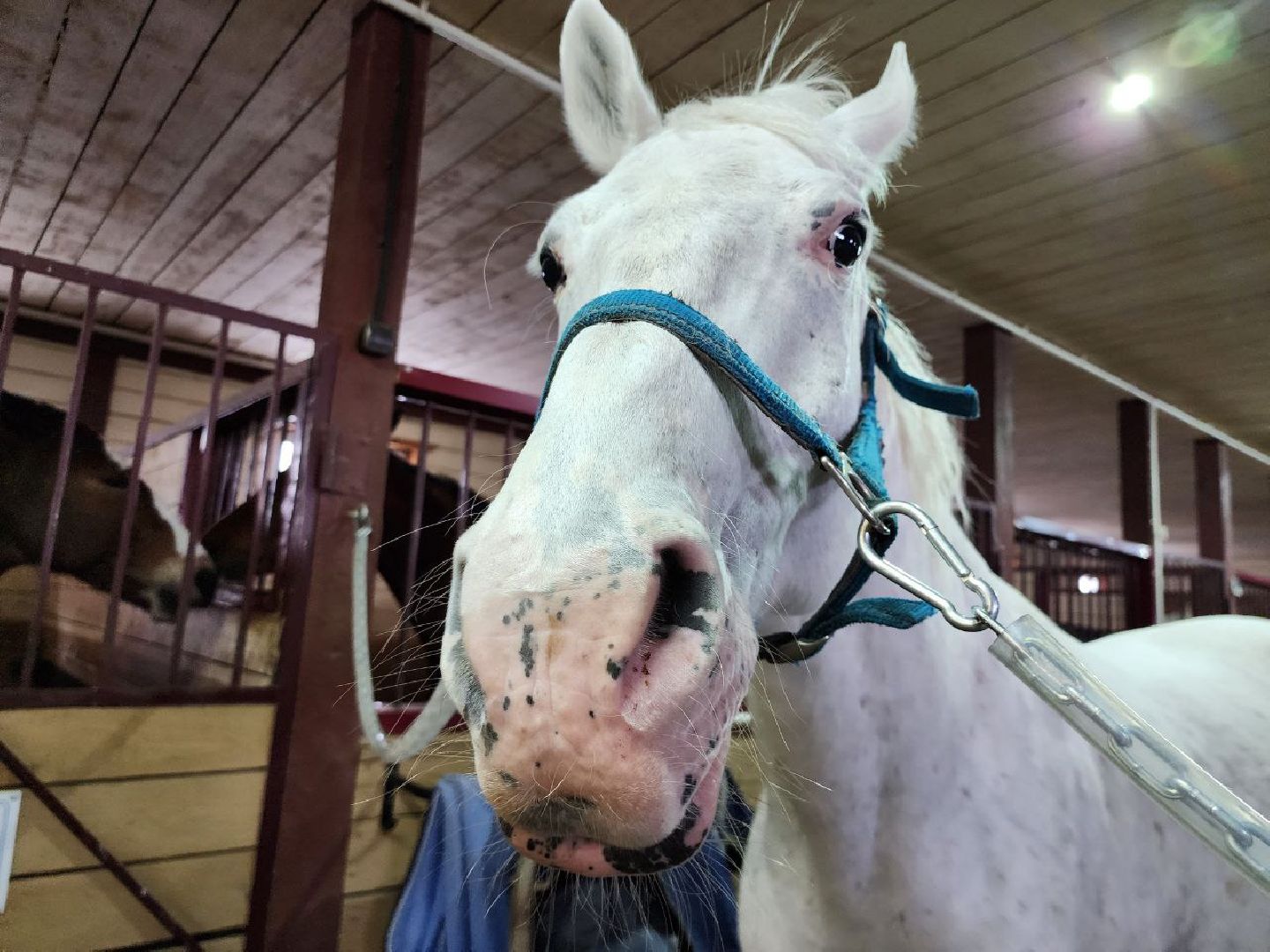 можайск, можайский городской округ, подмосковье, ветеринар, врач, лечение животных, животные, лошади, крупный рогатый скот, мобильная помощь,