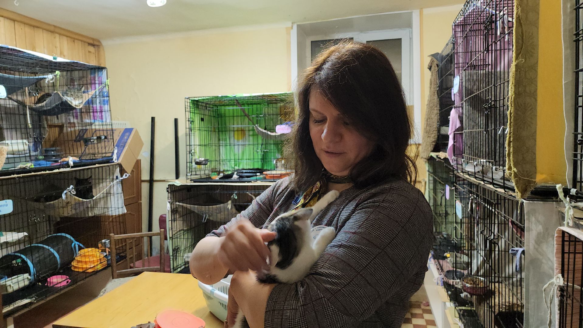 Приют, Кошки, Животные, Благотворительность, Сбор, Дубна,