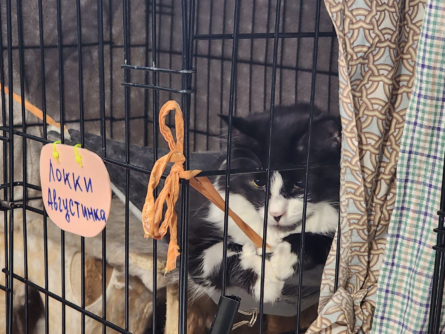 Приют, Кошки, Животные, Благотворительность, Сбор, Дубна,