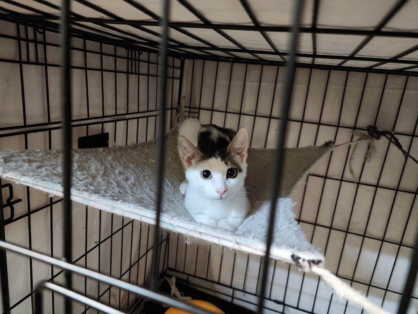 Приют, Кошки, Животные, Благотворительность, Сбор, Дубна,