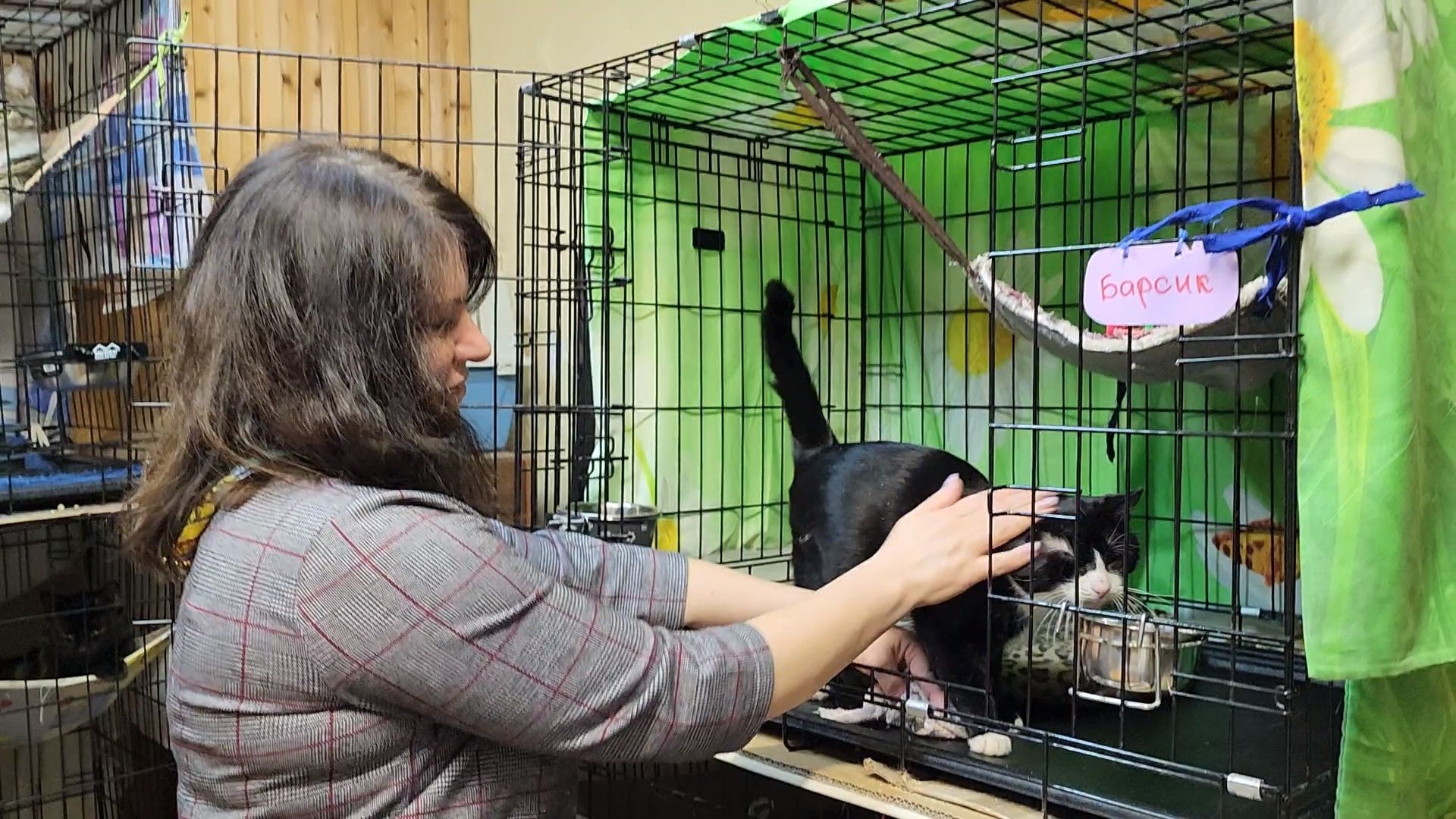 Приют, Кошки, Животные, Благотворительность, Сбор, Дубна,