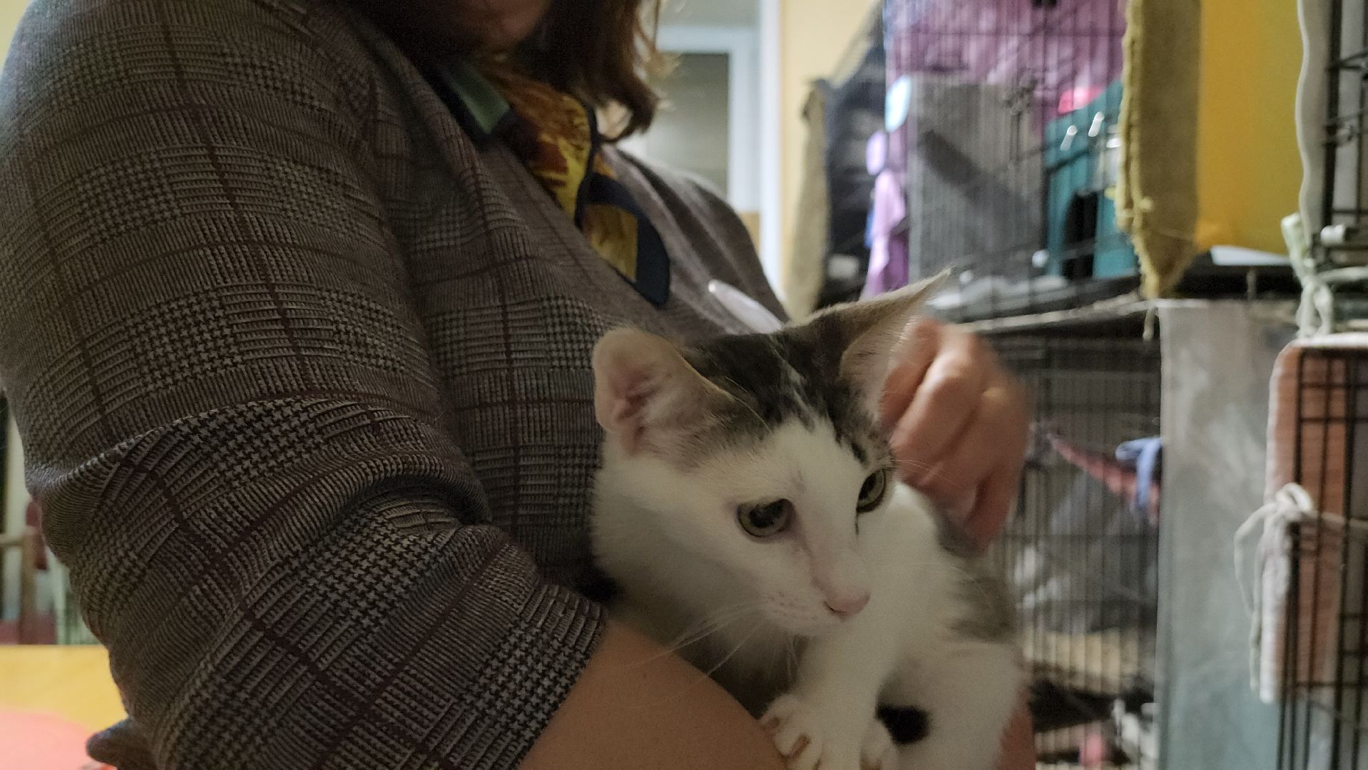 Приют, Кошки, Животные, Благотворительность, Сбор, Дубна,