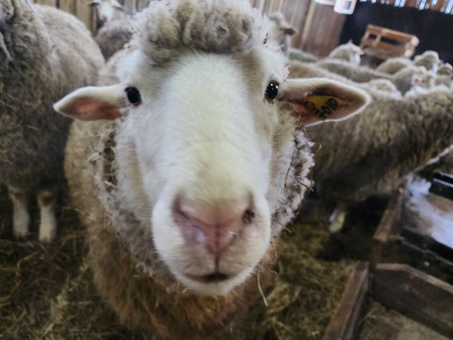 серпухов, подмосковье, сельское хозяйство, агротуризм, хутор спасский,