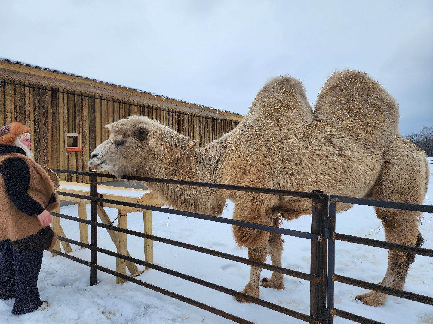 серпухов, подмосковье, сельское хозяйство, агротуризм, хутор спасский,