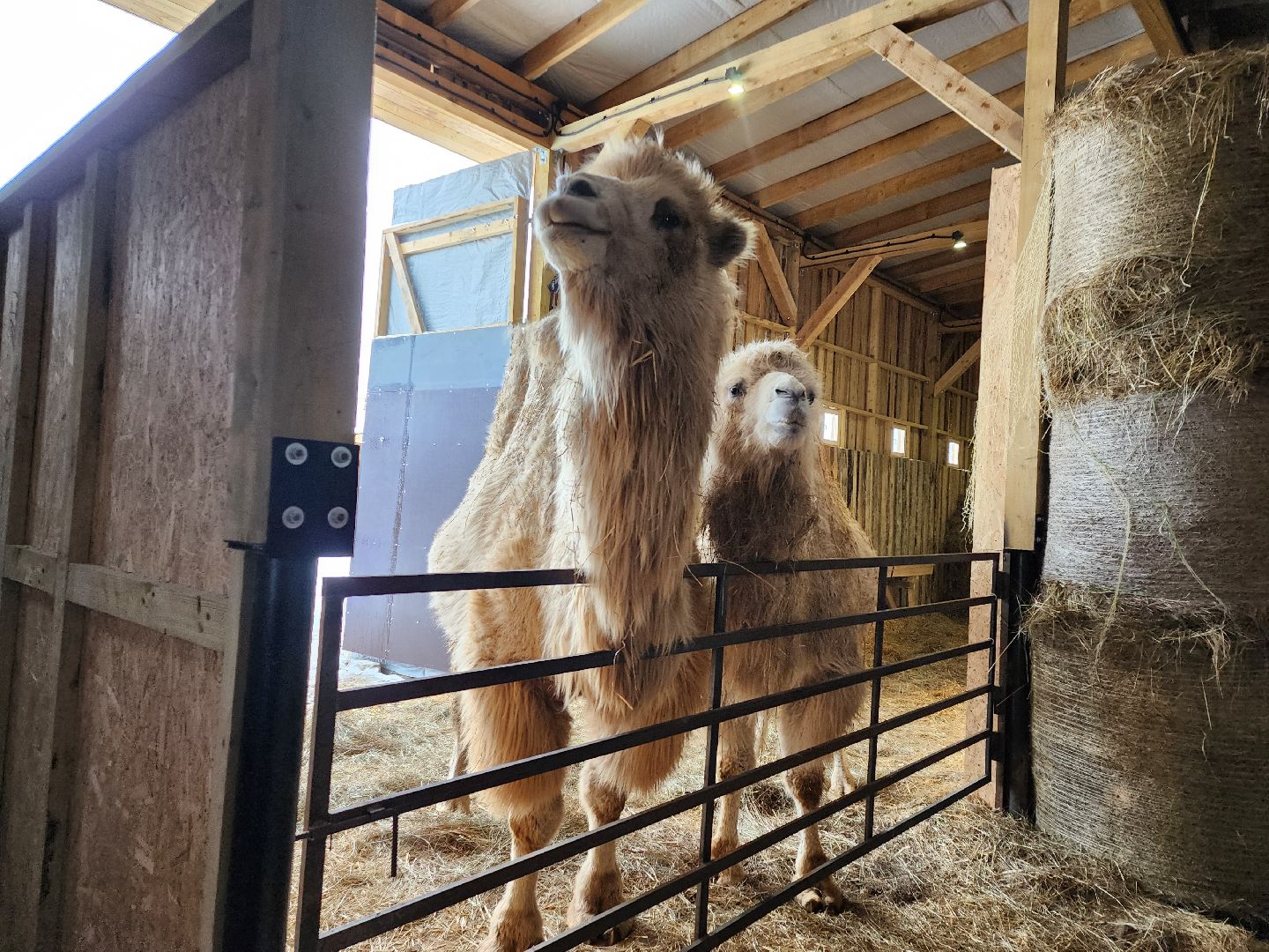 серпухов, подмосковье, сельское хозяйство, агротуризм, хутор спасский,