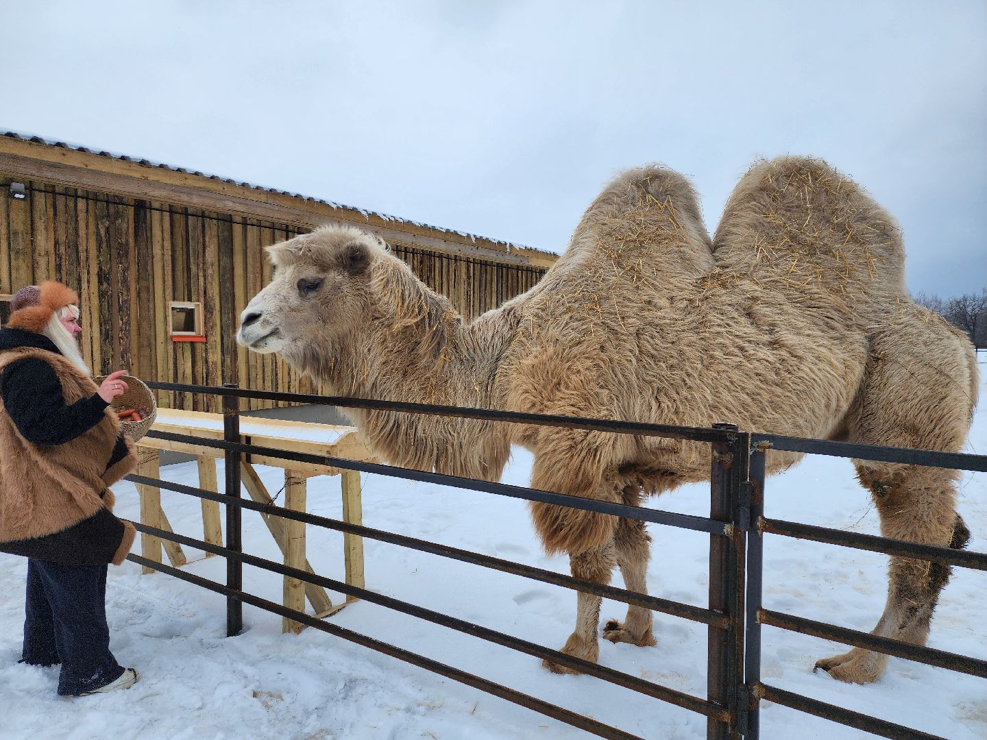 серпухов, подмосковье, сельское хозяйство, агротуризм, хутор спасский,