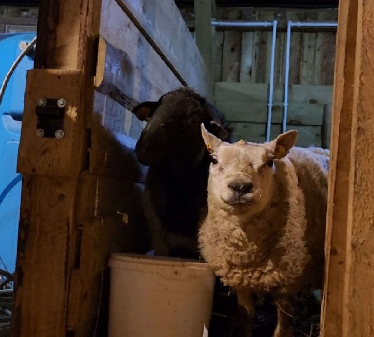 серпухов, подмосковье, сельское хозяйство, агротуризм, хутор спасский,