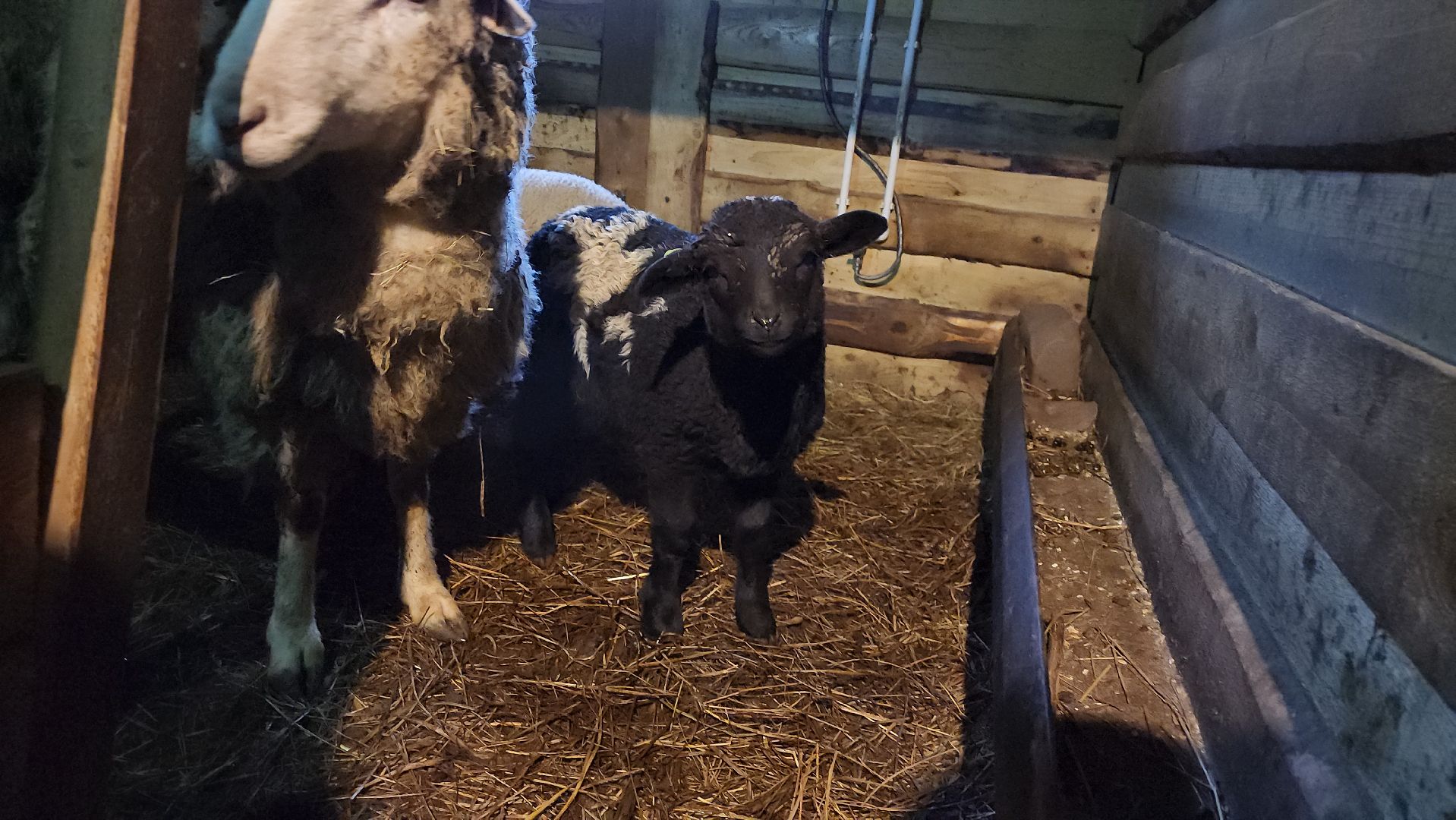 серпухов, подмосковье, сельское хозяйство, агротуризм, хутор спасский,