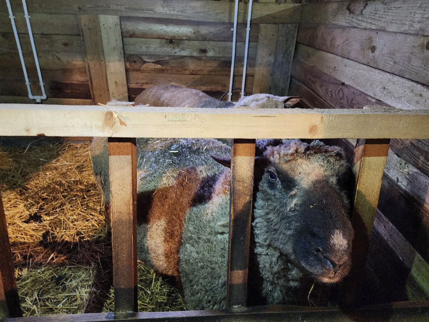 серпухов, подмосковье, сельское хозяйство, агротуризм, хутор спасский,