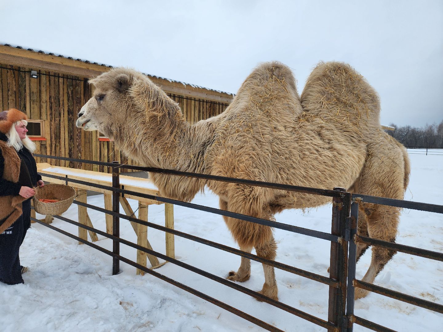 серпухов, подмосковье, сельское хозяйство, агротуризм, хутор спасский,