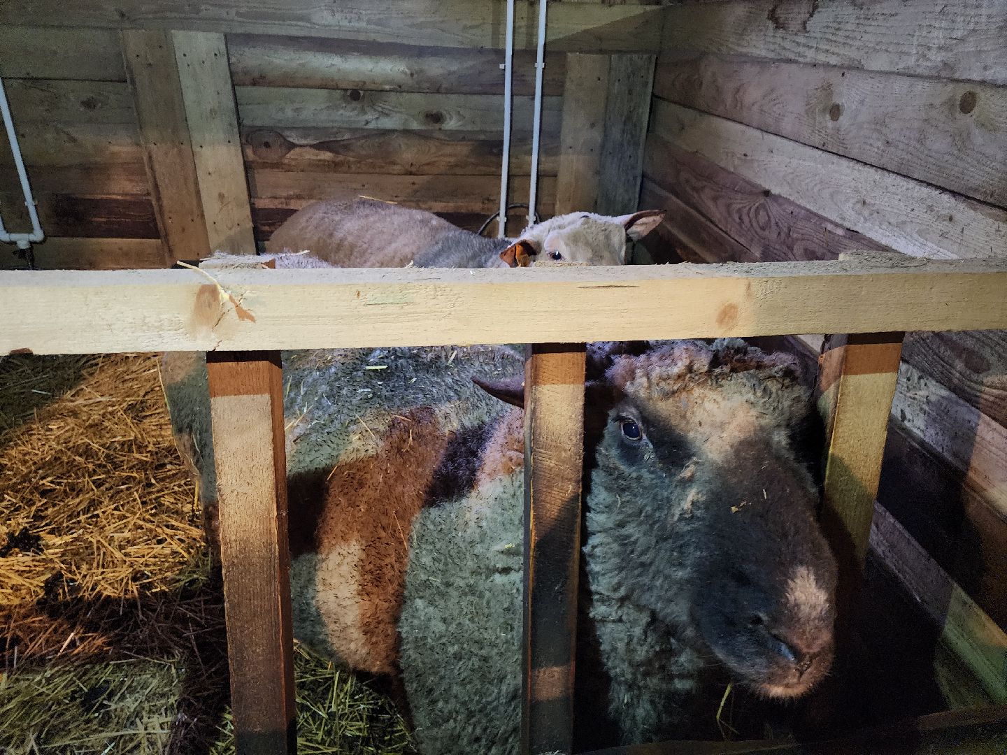 серпухов, подмосковье, сельское хозяйство, агротуризм, хутор спасский,