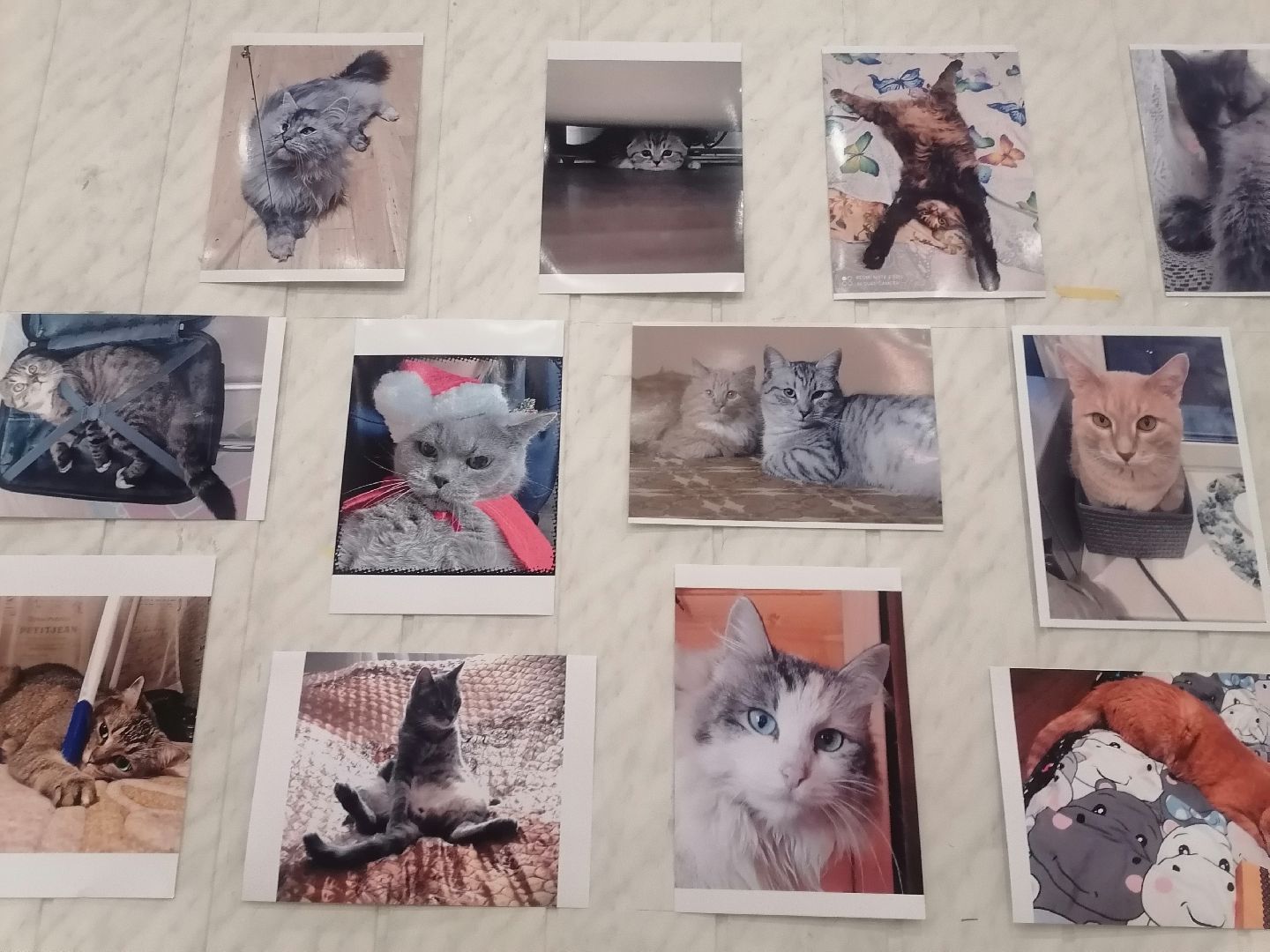 кошки, Фотографии, Картины, Частная коллекция,