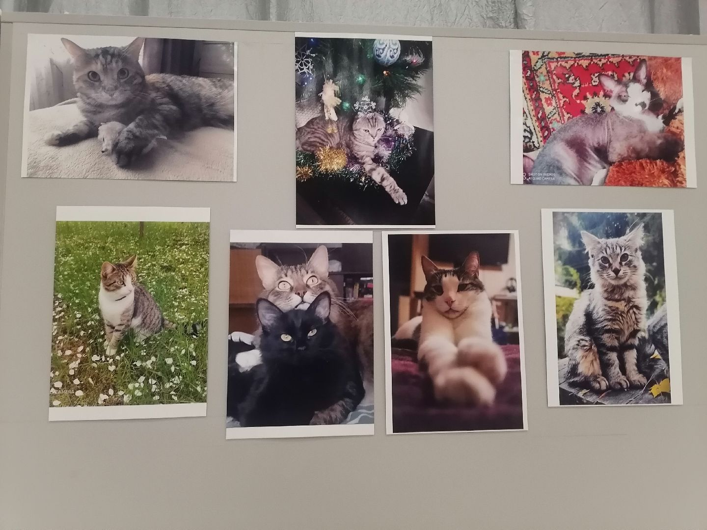 кошки, Фотографии, Картины, Частная коллекция,