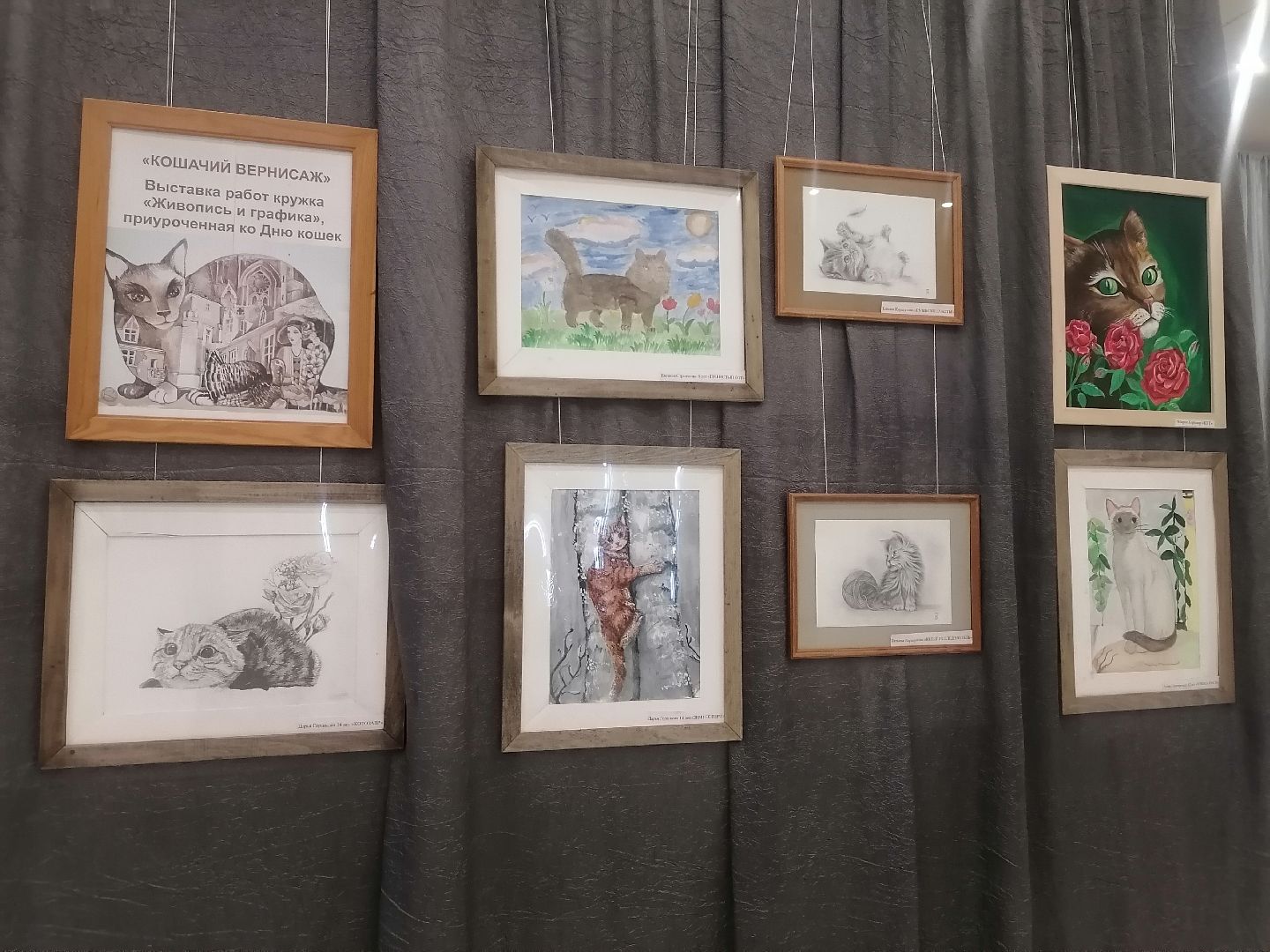 кошки, Фотографии, Картины, Частная коллекция,