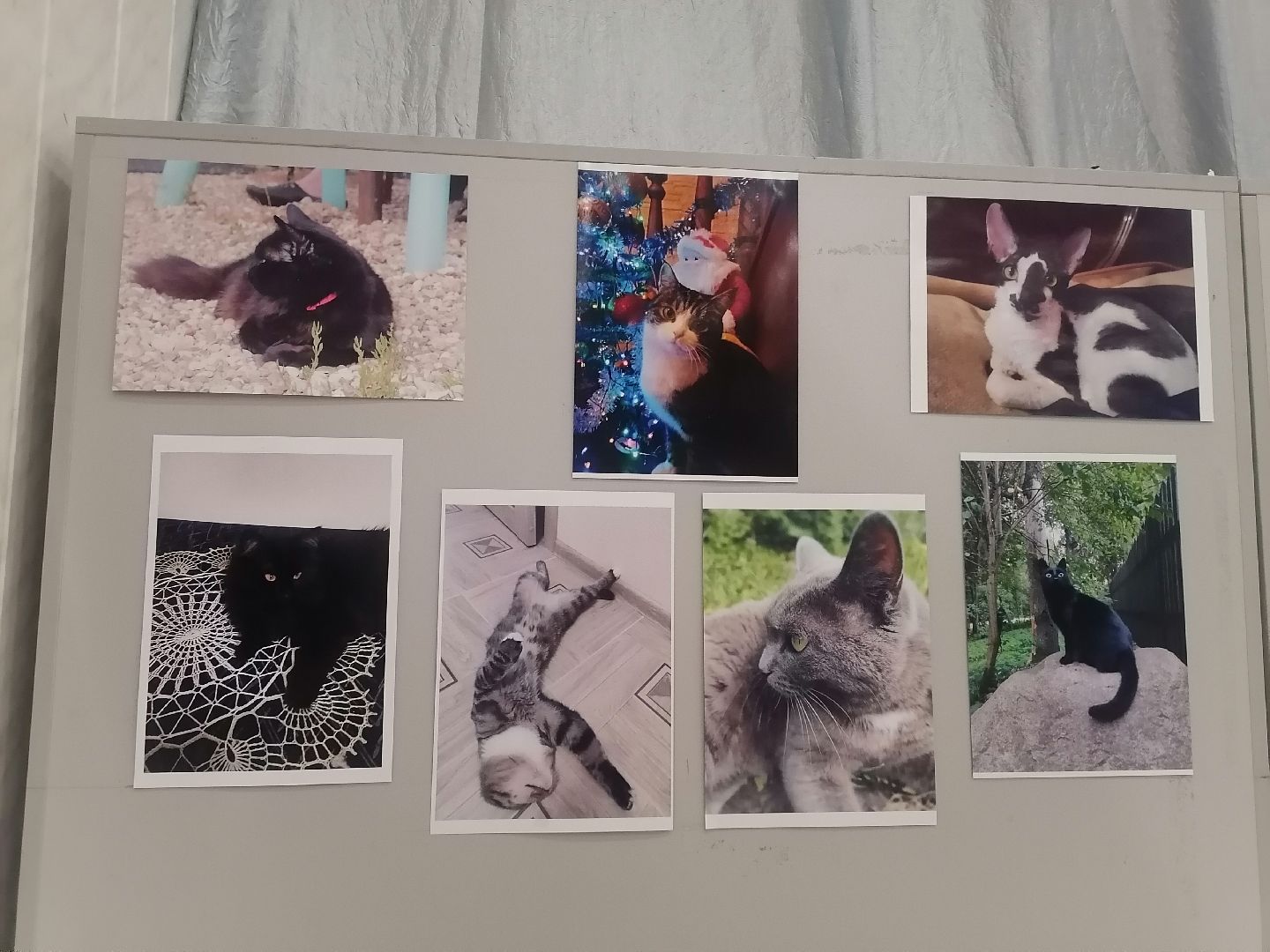 кошки, Фотографии, Картины, Частная коллекция,