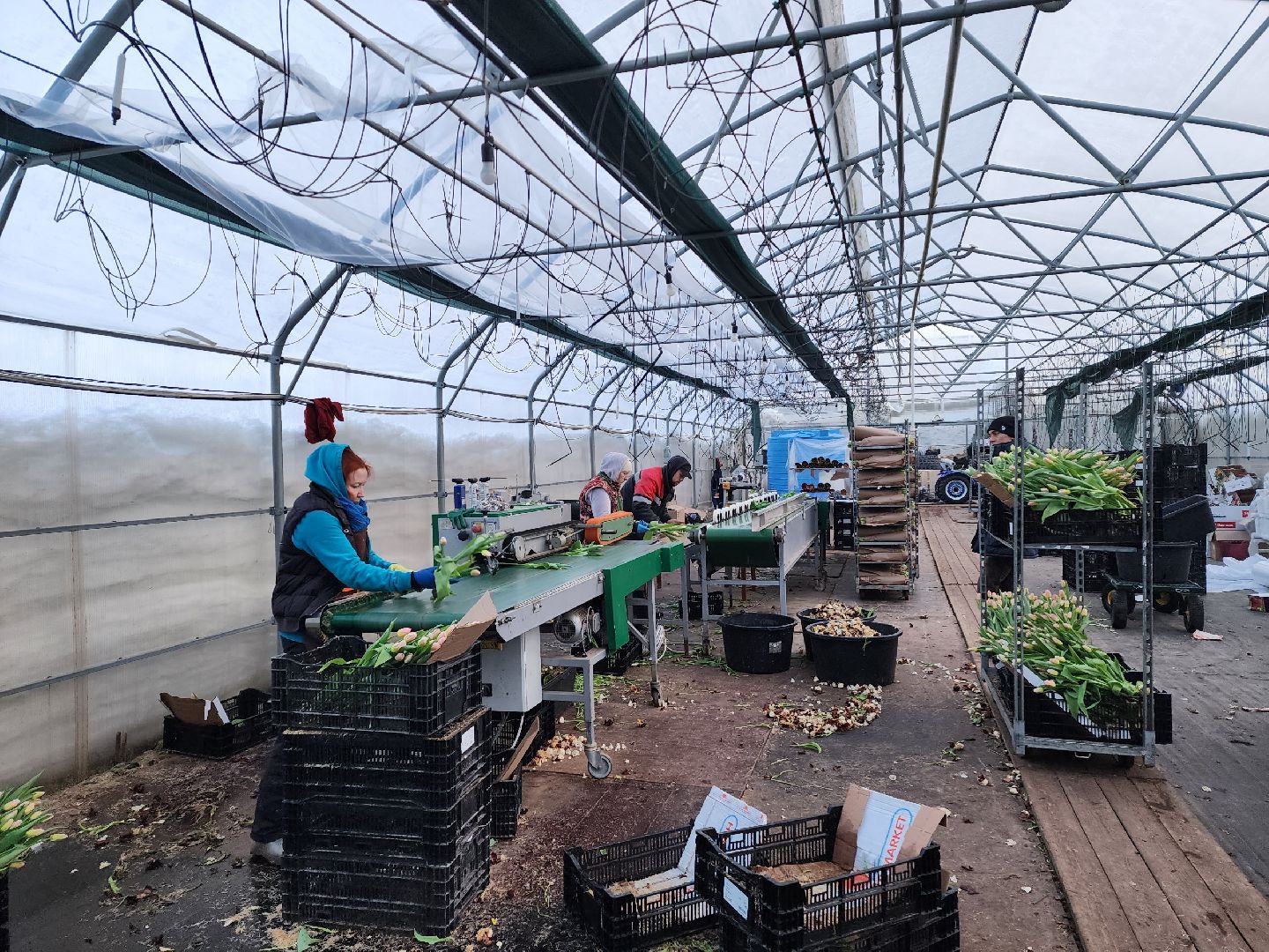 чехов, тюльпаны, 8 марта, тепличный комплекс, выращивание,