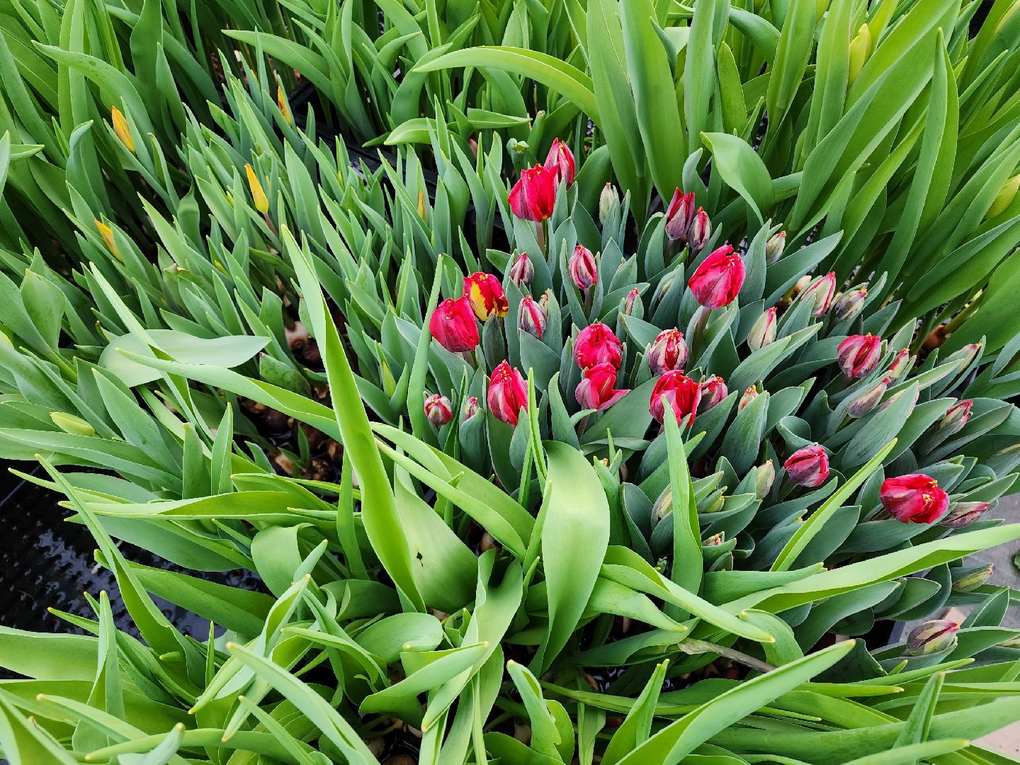 чехов, тюльпаны, 8 марта, тепличный комплекс, выращивание,