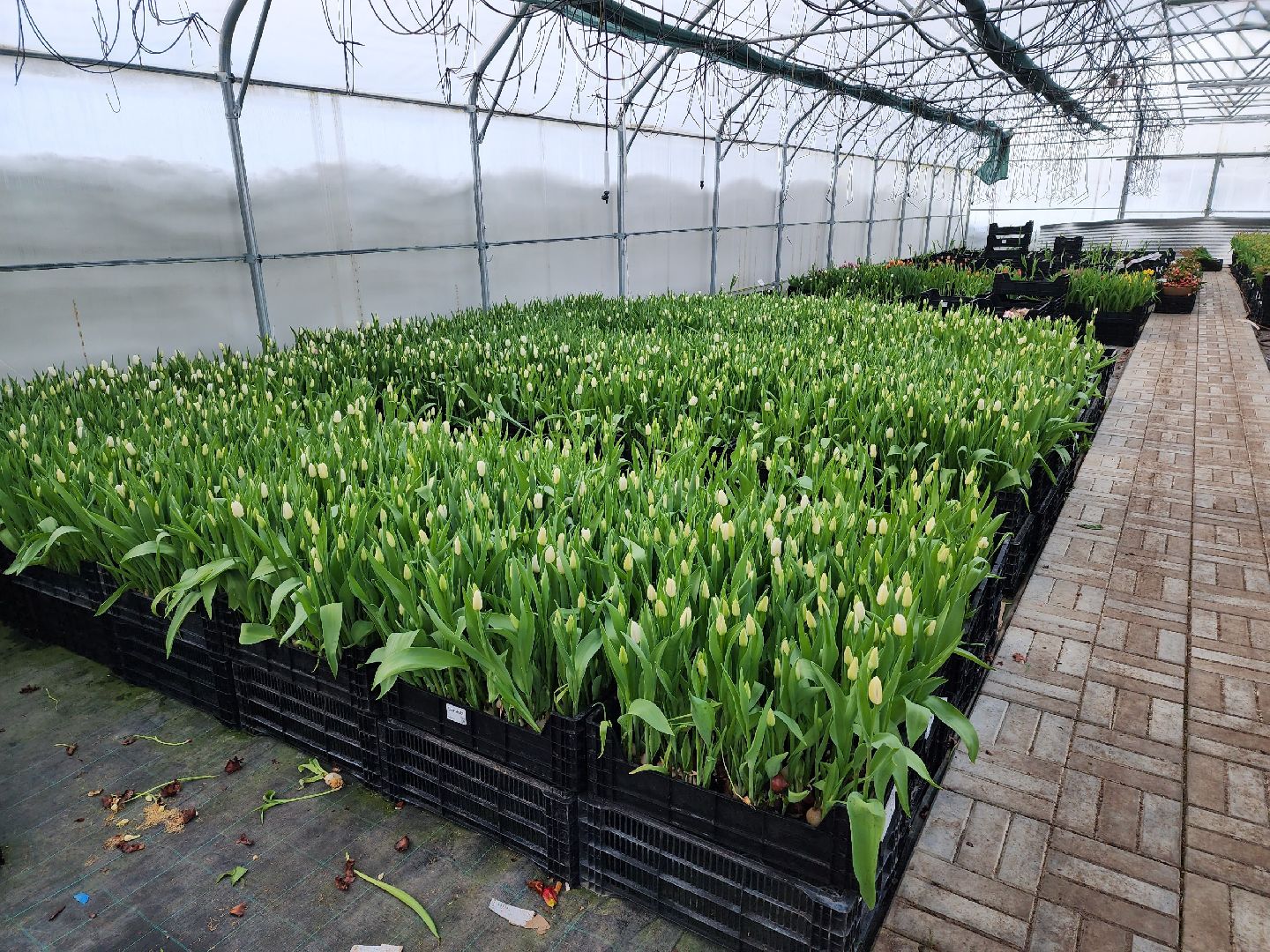 чехов, тюльпаны, 8 марта, тепличный комплекс, выращивание,