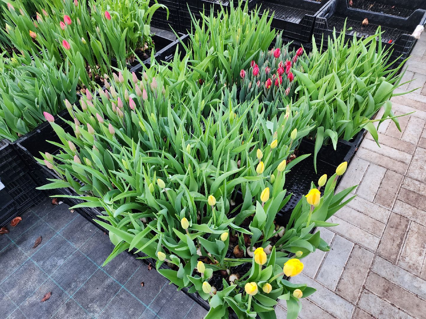 чехов, тюльпаны, 8 марта, тепличный комплекс, выращивание,