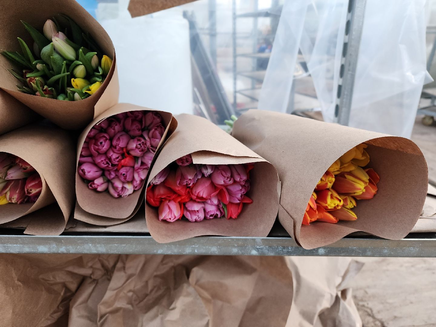 чехов, тюльпаны, 8 марта, тепличный комплекс, выращивание,