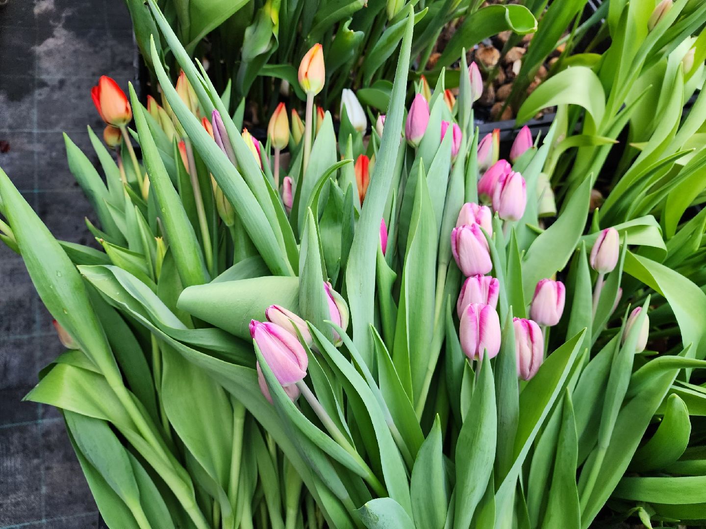 чехов, тюльпаны, 8 марта, тепличный комплекс, выращивание,